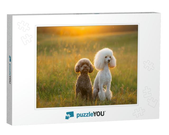 Two Poodles on the Grass. Pet in Nature. Cute Dog Like a... Jigsaw Puzzle