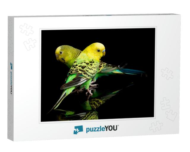 A Pair of Common Parakeets Budgerigar Bird Melopsittacus... Jigsaw Puzzle