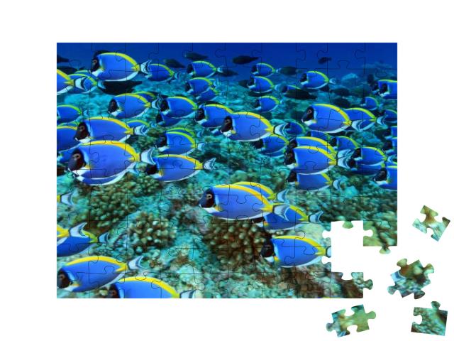 School of Powder Blue Tang in the Coral Reef... Jigsaw Puzzle with 100 pieces