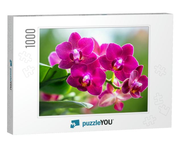 Pink Phalaenopsis or Moth Dendrobium Orchid Flover. Backg... Jigsaw Puzzle with 1000 pieces