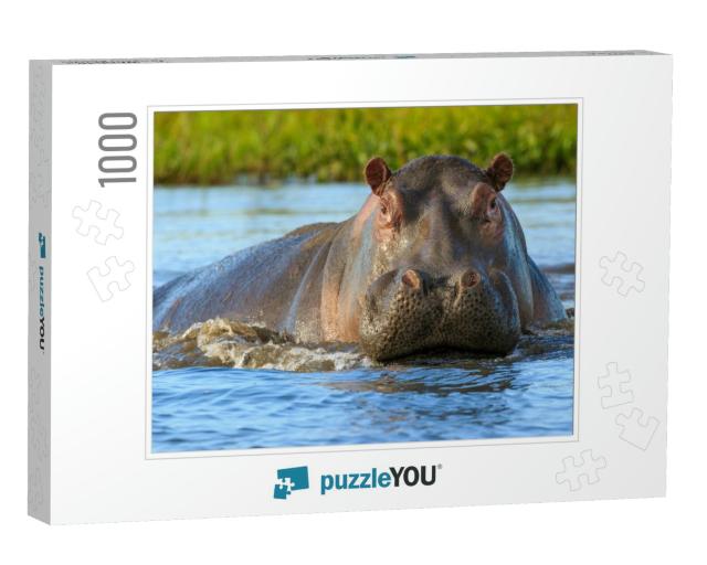 Hippopotamus Hippos in Liwonde N. P. - Malawi... Jigsaw Puzzle with 1000 pieces