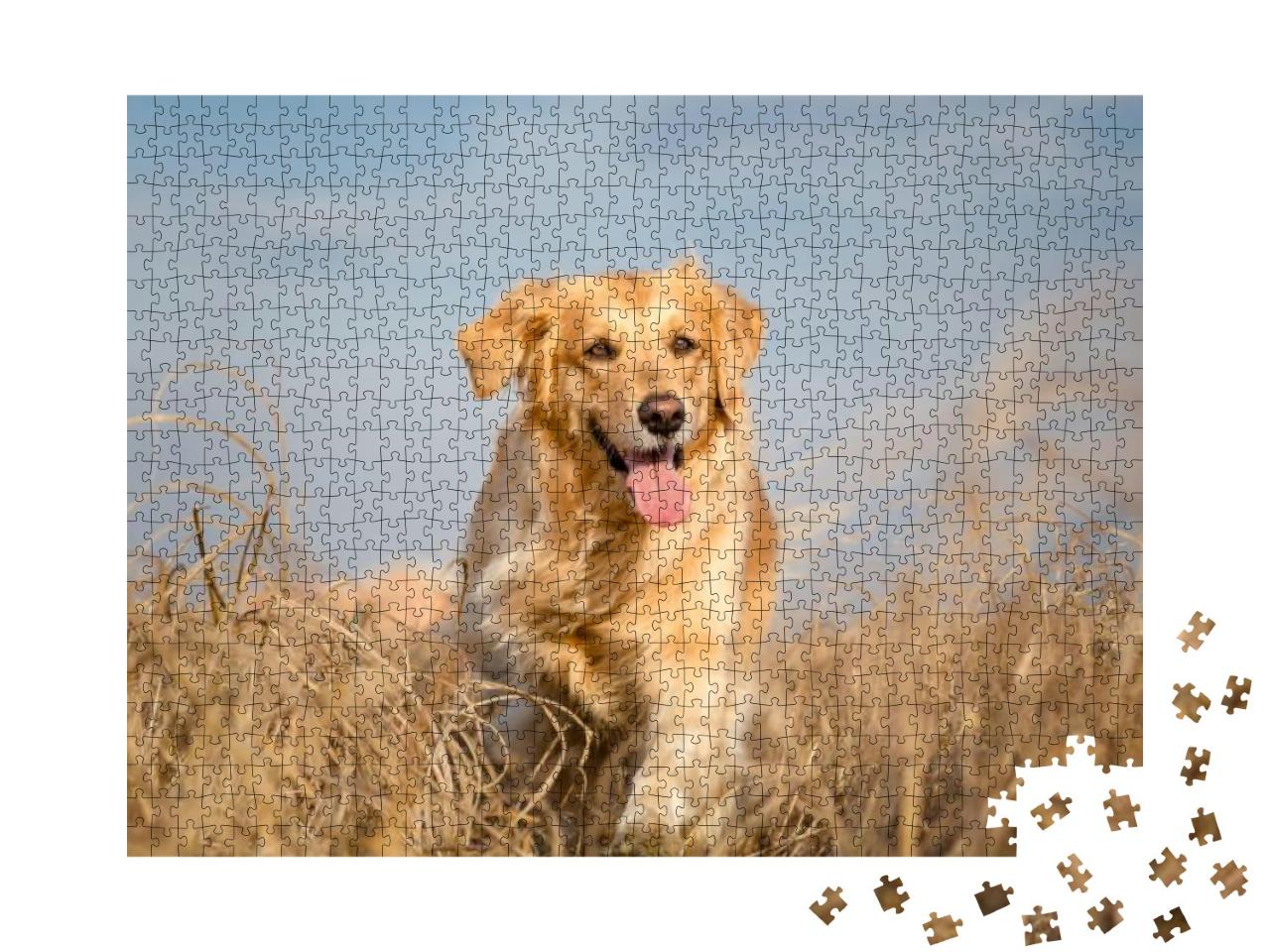 Golden Retriever Dog Running Outdoor... Jigsaw Puzzle with 1000 pieces