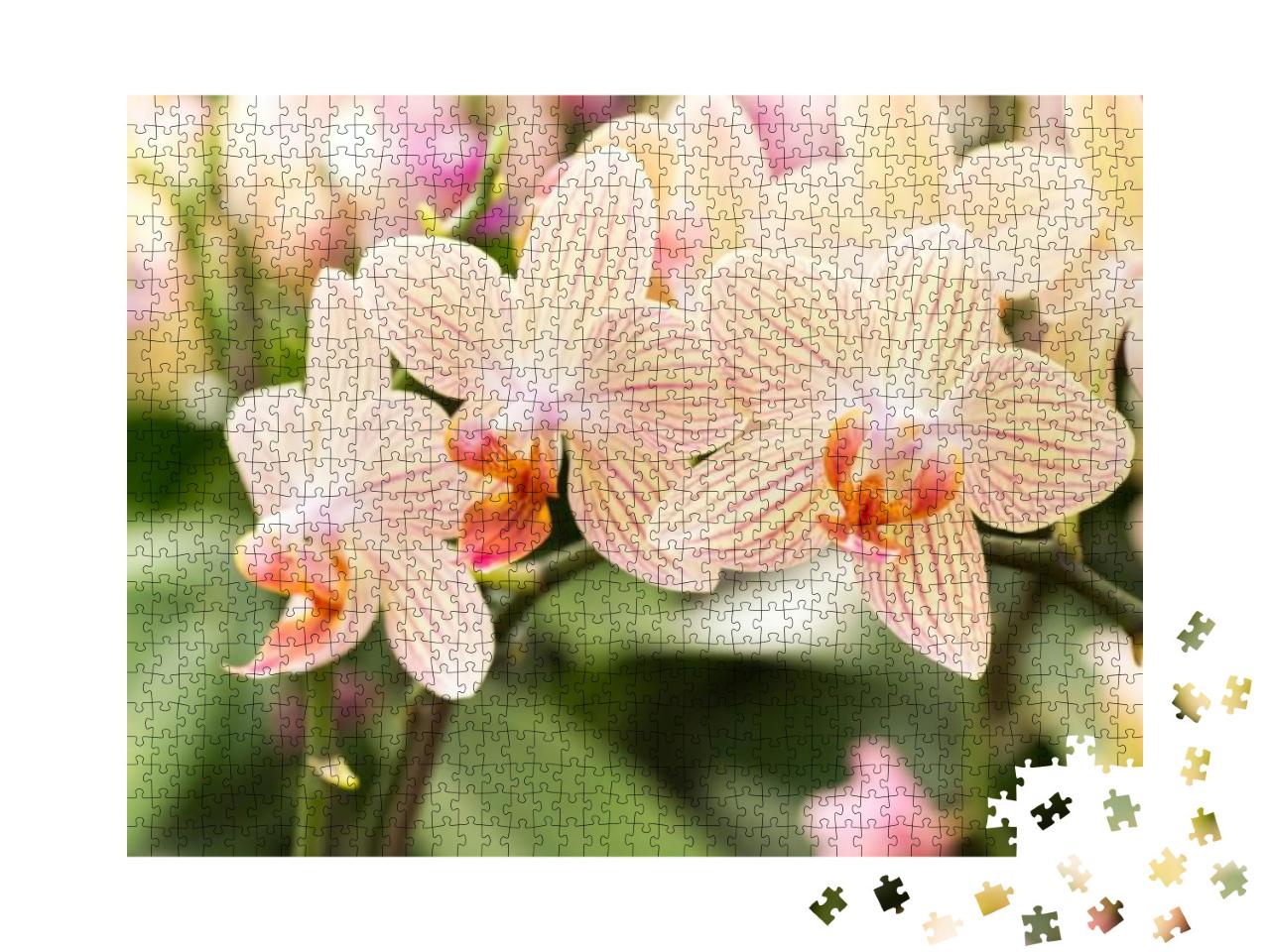 Streaked Orchid Flowers. Beautiful Orchid Flowers... Jigsaw Puzzle with 1000 pieces