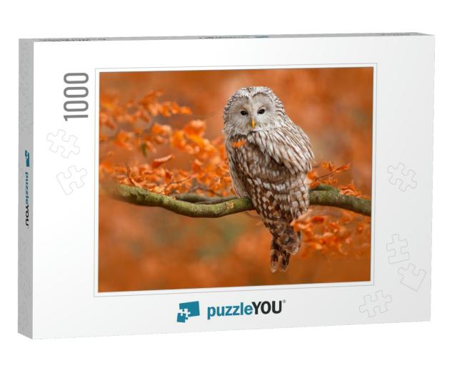 Autumn in Nature with Owl. Ural Owl, Strix Uralensis, Sit... Jigsaw Puzzle with 1000 pieces