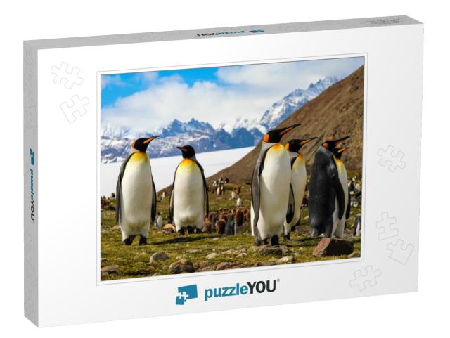 King Penguins on South Georgia Island, Antarctica... Jigsaw Puzzle