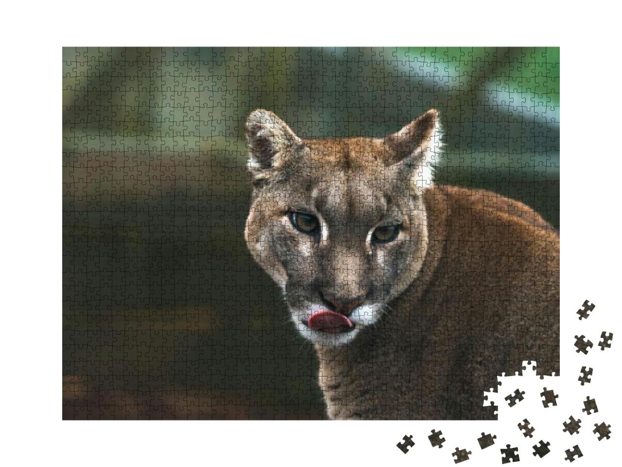 Puma Puma Concolor, a Large Cat Mainly Found in... Jigsaw Puzzle with 1000 pieces