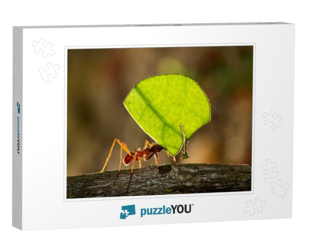 Leafcutter Ant Carrying a Leaf to Its Nest... Jigsaw Puzzle