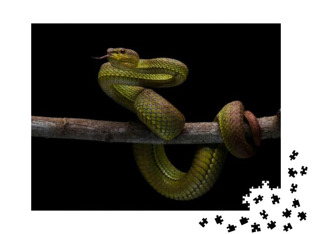 One of the High Venom Snake. This Snake is Endemic Reptil... Jigsaw Puzzle with 1000 pieces