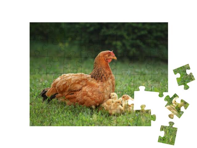 Mother Hen with Her Chicks in the Field. Hen with Chicken... Jigsaw Puzzle with 48 pieces