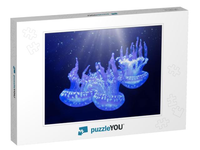 Jellyfish Underwater. Spotted Lagoon Jellyfish Mastigias... Jigsaw Puzzle