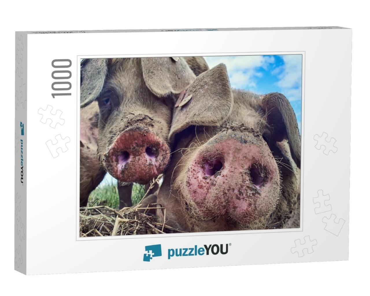 Organic Free Range Pigs Close Up... Jigsaw Puzzle with 1000 pieces