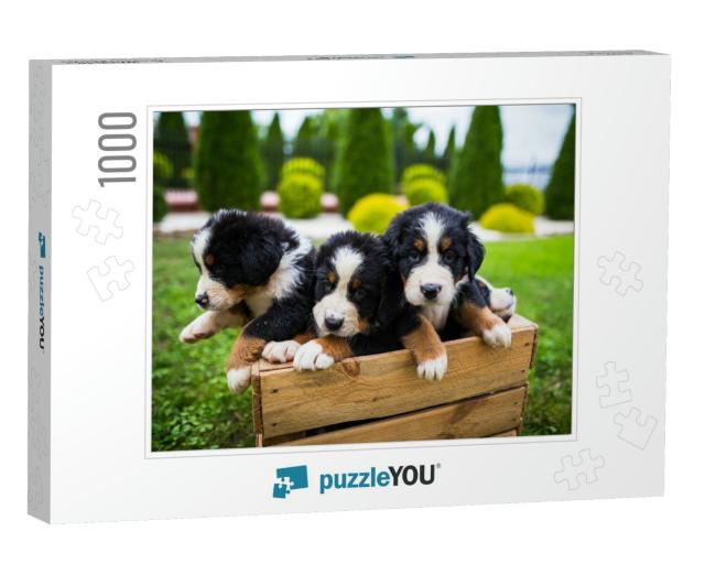 Young Bernese Mountain Dogs in Wooden Box, Bernese Mounta... Jigsaw Puzzle with 1000 pieces