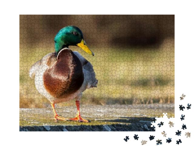 Mallard Anas Platyrhynchos Standing on the Shore, Male Wi... Jigsaw Puzzle with 1000 pieces