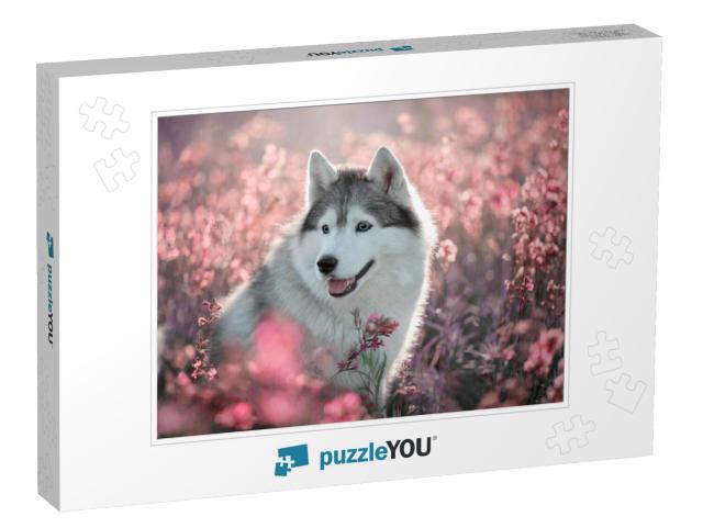 Dog Breed Siberian Husky Walking on a Flowering Field... Jigsaw Puzzle