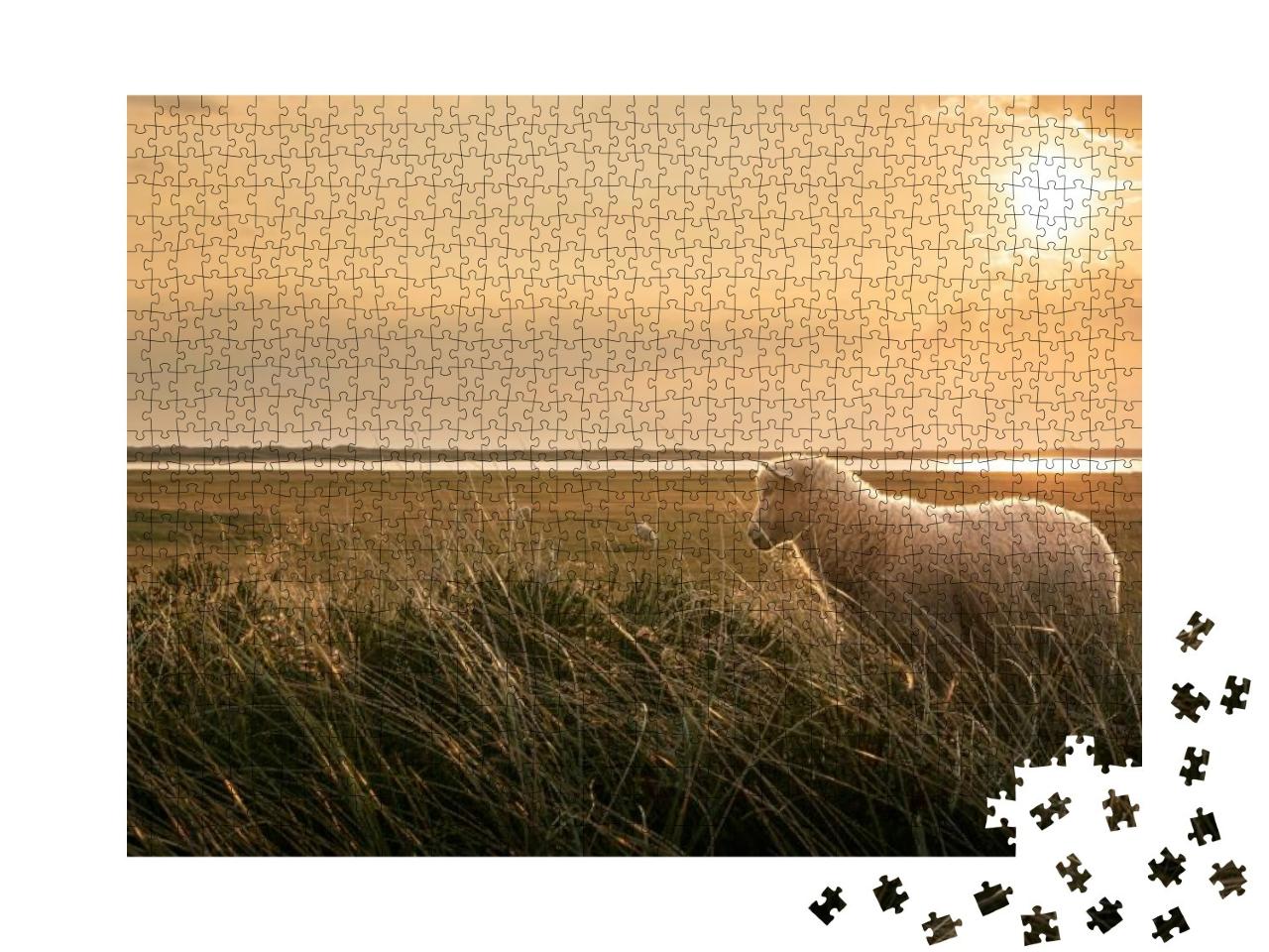 Woolly Lamb in Marram Grass At Sunrise, on the Coastline... Jigsaw Puzzle with 1000 pieces