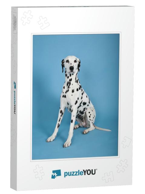 Dalmatian Dog on Blue Background, Dalmatian Dog... Jigsaw Puzzle
