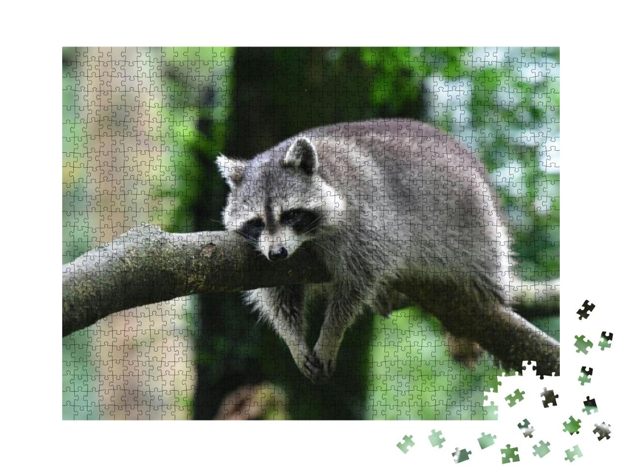 Raccoon... Jigsaw Puzzle with 1000 pieces