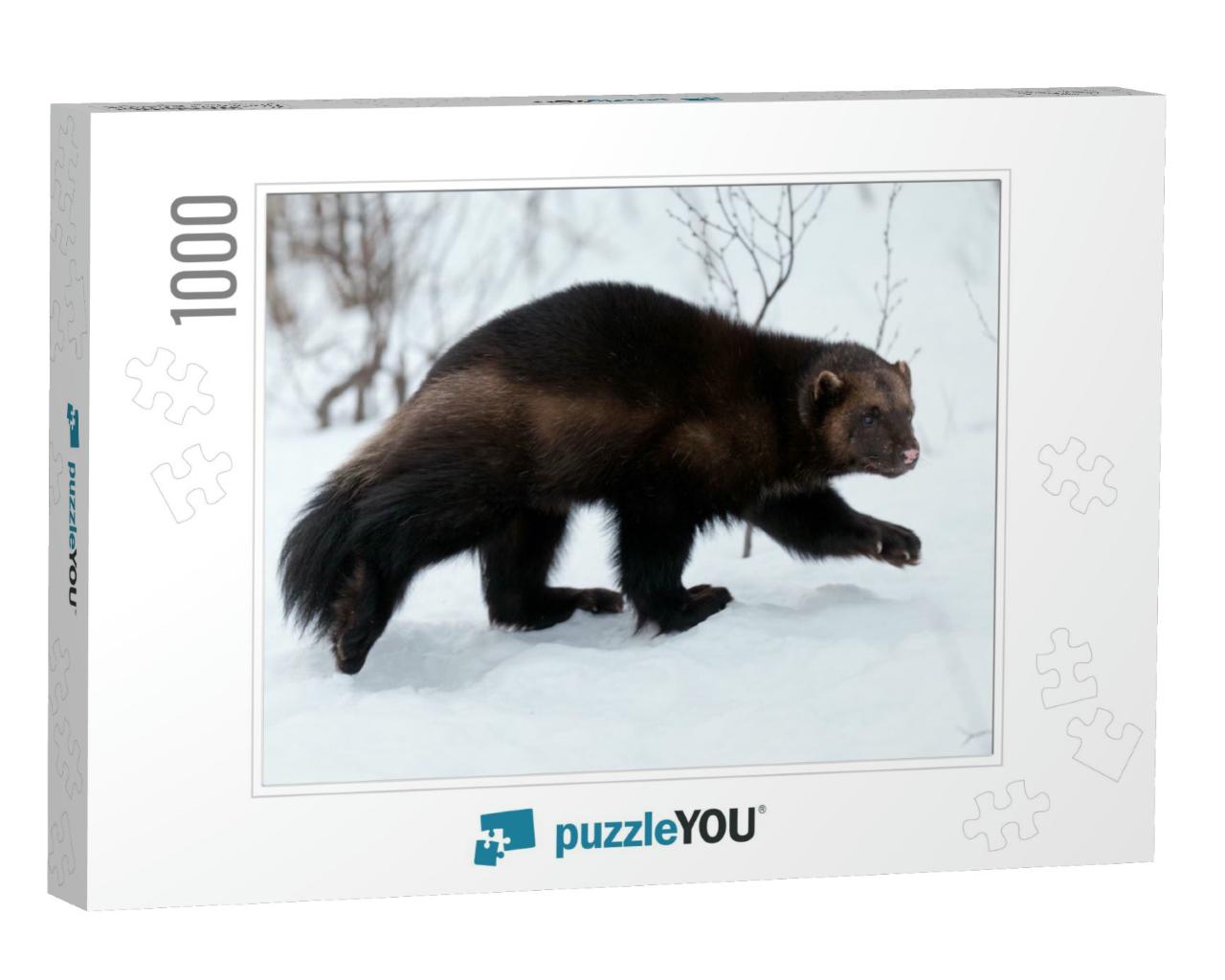 Wolverine in the Snow... Jigsaw Puzzle with 1000 pieces