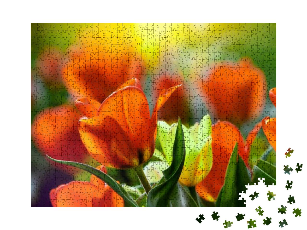 Tulip Flower. Colorful Tulips Flower in the Garden. Beaut... Jigsaw Puzzle with 1000 pieces