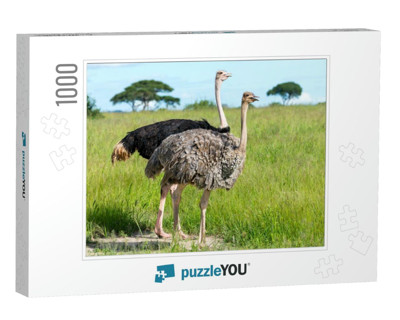 Pair of Ostriches, Tanzania, Africa... Jigsaw Puzzle with 1000 pieces
