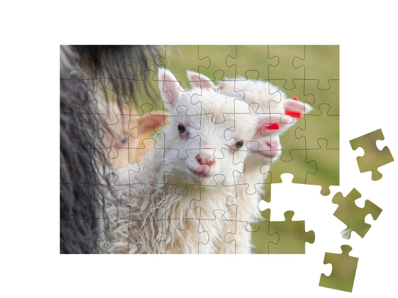 Faroe Islands Animals, Sheep & Lambs... Jigsaw Puzzle with 48 pieces