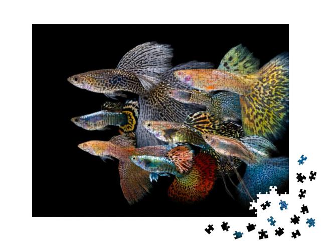 Multi Color Poecilia Reticulata, on Black Background with... Jigsaw Puzzle with 1000 pieces