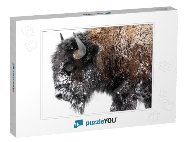 Bison Walking Out in the Snow... Jigsaw Puzzle