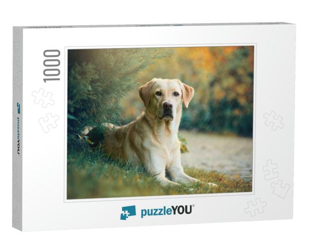 Labrador Retriever Dog Lying Under a Tree in the Rain... Jigsaw Puzzle with 1000 pieces