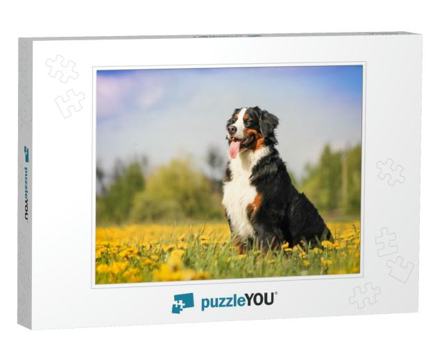 Happy Bernese Mountain Dog in Beautiful Spring Flowered F... Jigsaw Puzzle