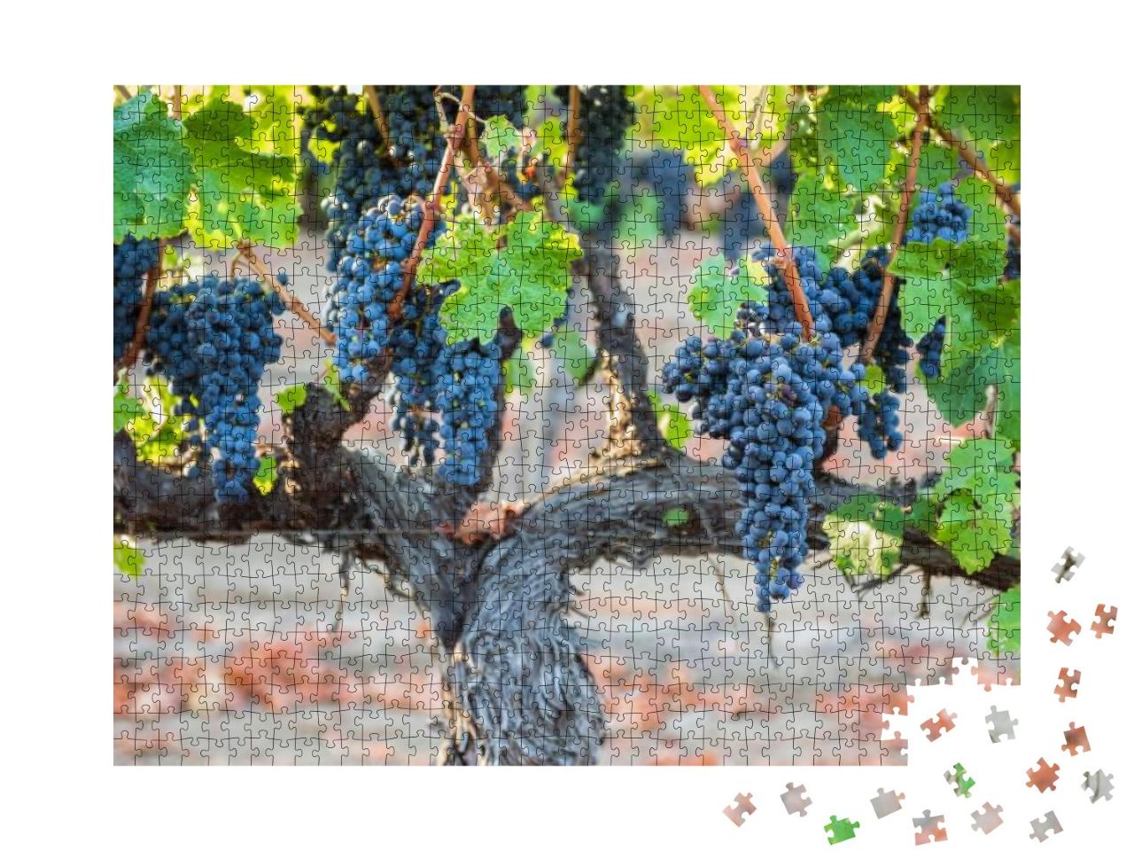 Grapes Growing on Sunny Northern California Vineyard. Thi... Jigsaw Puzzle with 1000 pieces