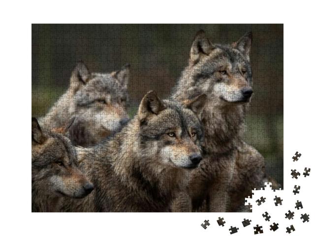Gray Wolf Pack in Forest... Jigsaw Puzzle with 1000 pieces