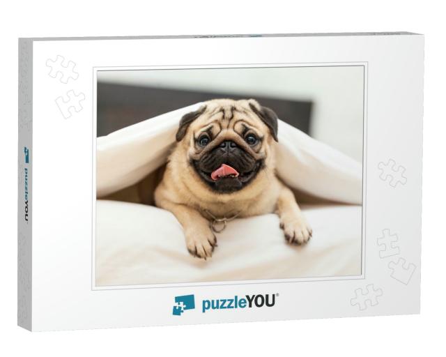 Cute Pug Dog Breed Lying in Blanket on White Bed in Cozy... Jigsaw Puzzle