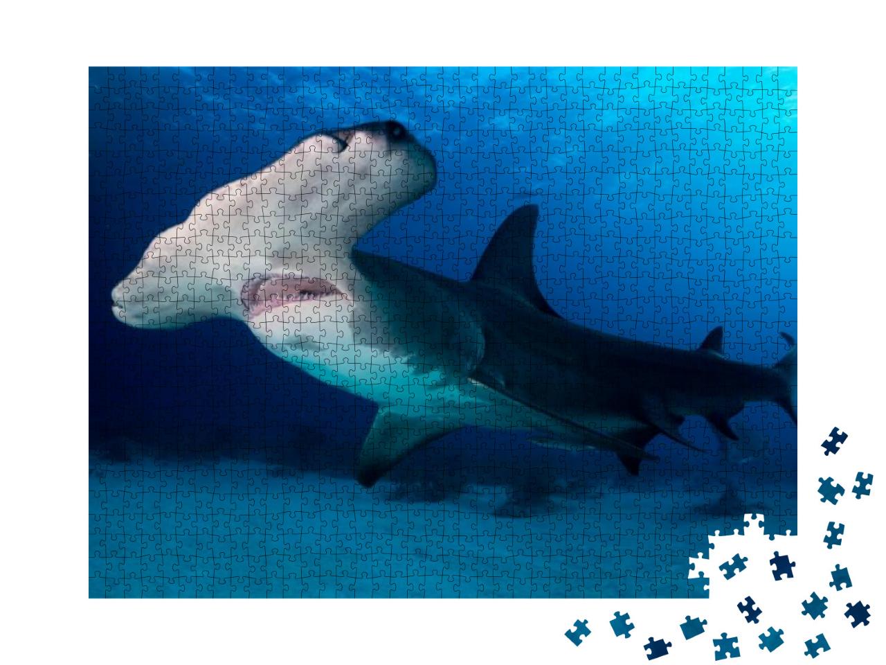 Great Hammerhead Shark Bahamas... Jigsaw Puzzle with 1000 pieces