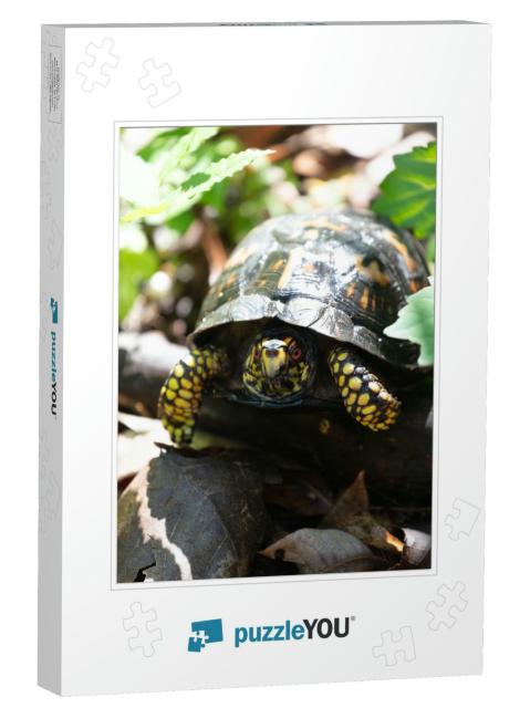 A Vertical Closeup of an Eastern Box Turtle Outdoo... Jigsaw Puzzle