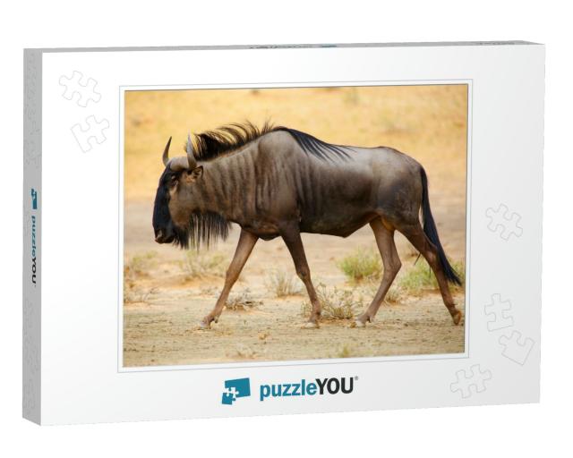 The Blue Wildebeest Connochaetes Taurinus is Walking in t... Jigsaw Puzzle