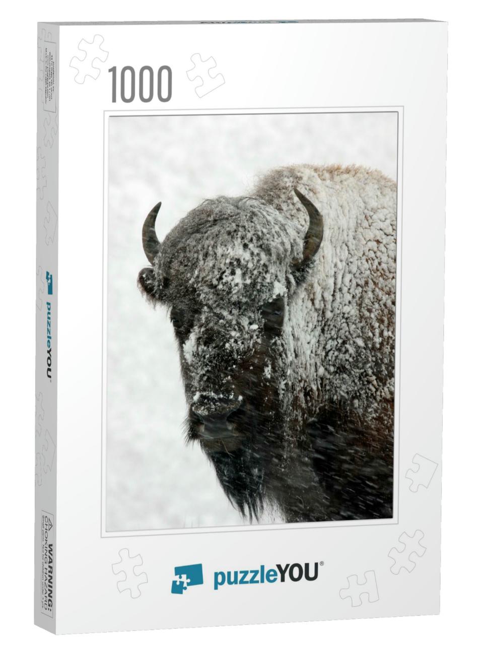 Bison Snow Yellowstone National Park... Jigsaw Puzzle with 1000 pieces