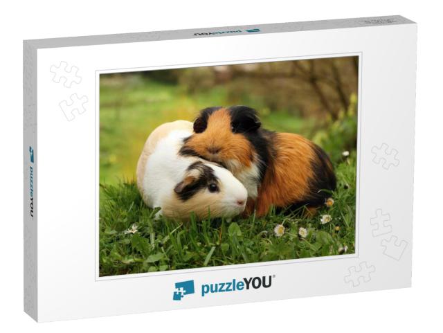 Guinea Pig Friends... Jigsaw Puzzle