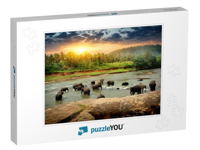 Herd of Elephants Bathing in the Jungle River of Sri Lank... Jigsaw Puzzle