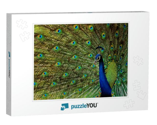 Indian Peacock -Beautiful Bird-Peafowl-Walk Time Peacock-... Jigsaw Puzzle