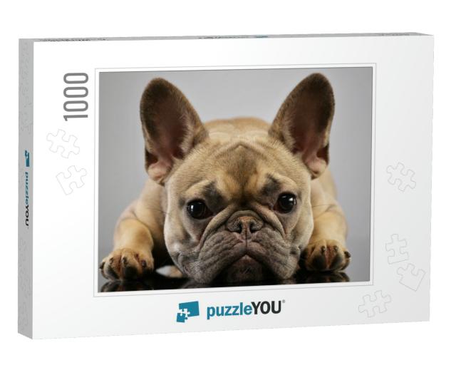 Portrait of an Adorable French Bulldog, Studio Shot, Isol... Jigsaw Puzzle with 1000 pieces