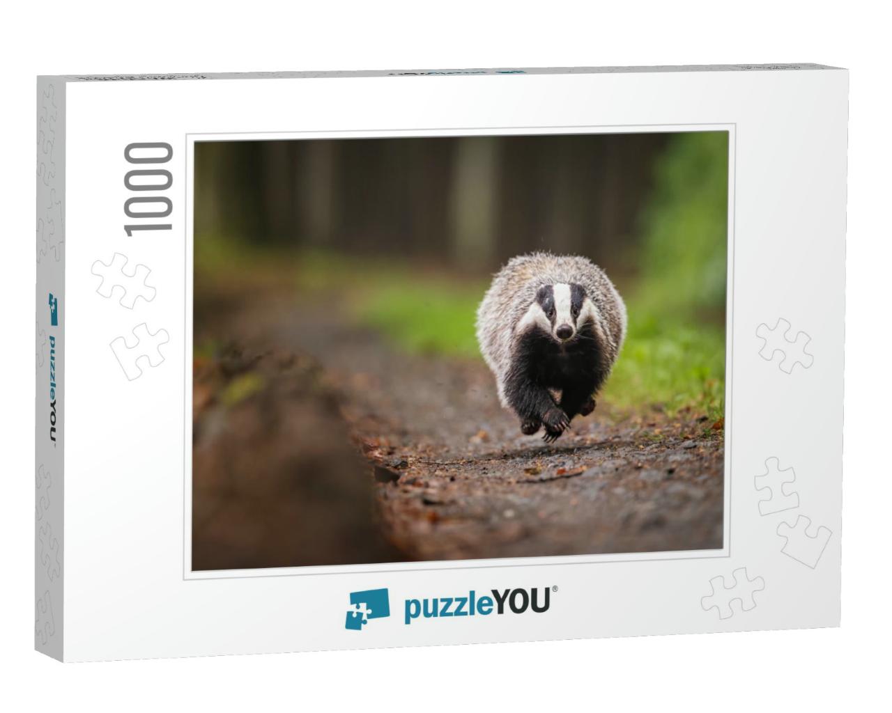 European Badger Running on a Forest Path. Wet & Gloomy Af... Jigsaw Puzzle with 1000 pieces