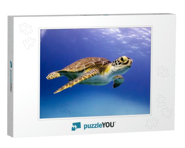 Young Hawksbill Turtle Swimming Along in Nassau, Bahamas... Jigsaw Puzzle