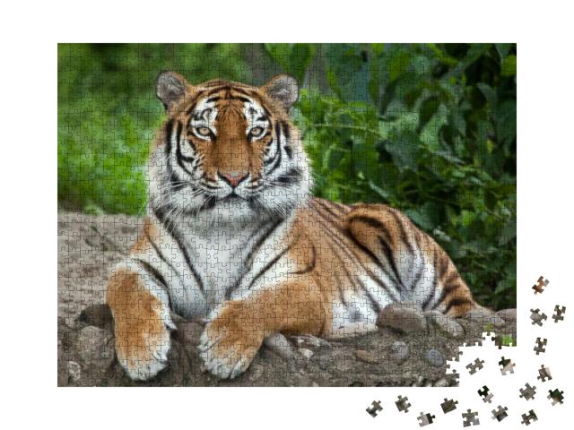 Siberian Tiger Panthera Tigris Altaica, Also Known as the... Jigsaw Puzzle with 1000 pieces