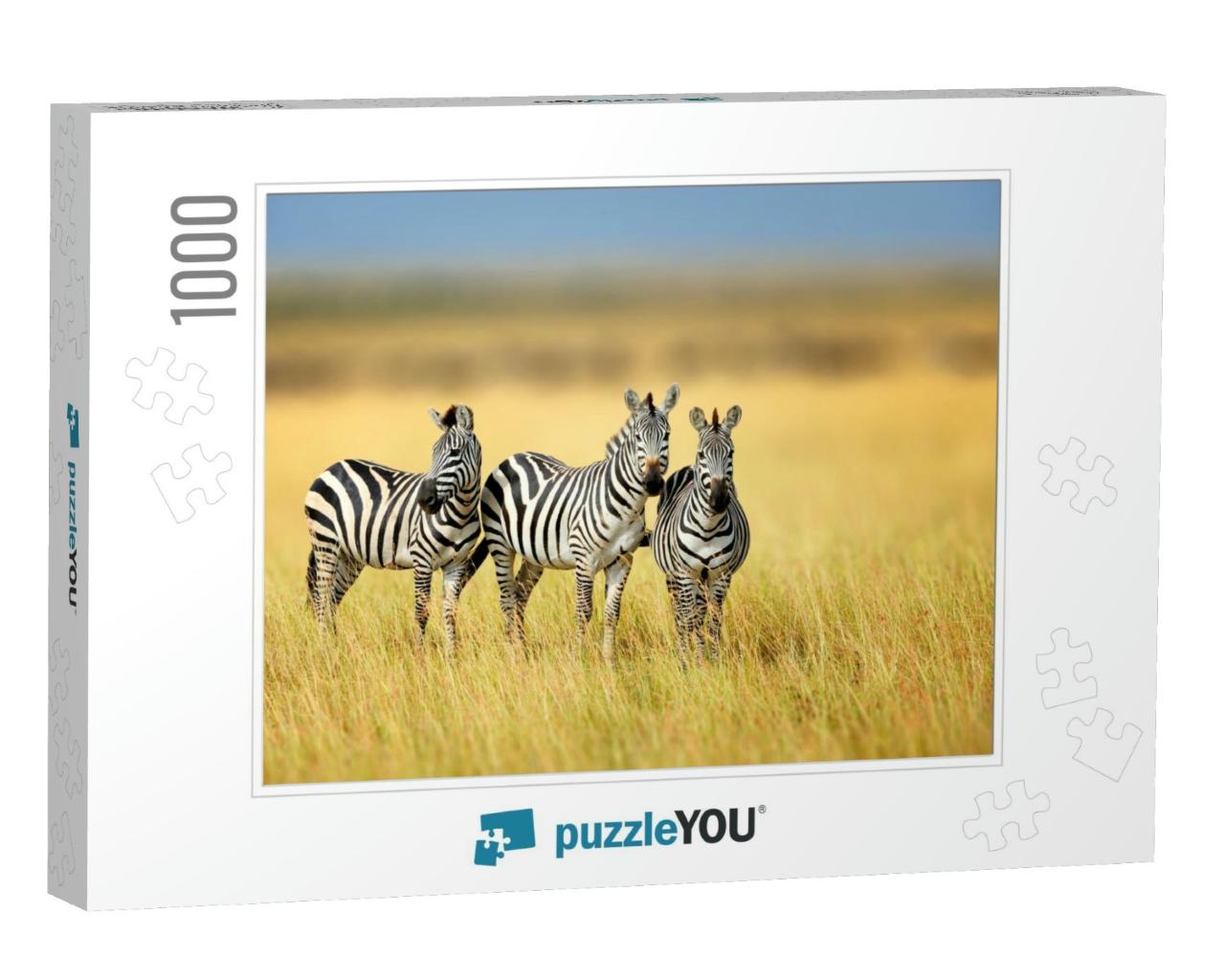 Zebra in the Grass Nature Habitat, National Park of Kenya... Jigsaw Puzzle with 1000 pieces