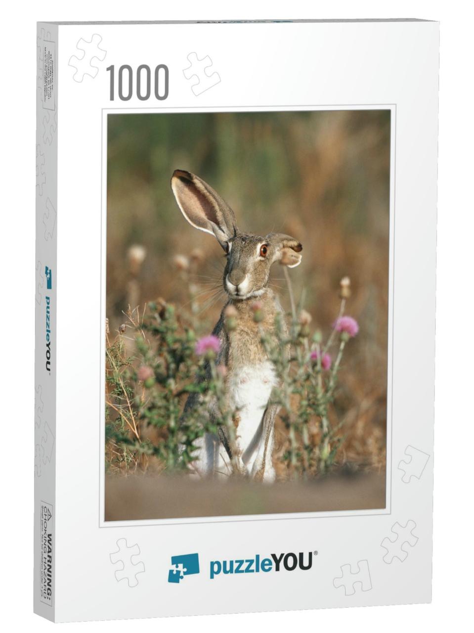 Black-Tailed Jack Rabbit Lepus Californicus Starr County... Jigsaw Puzzle with 1000 pieces