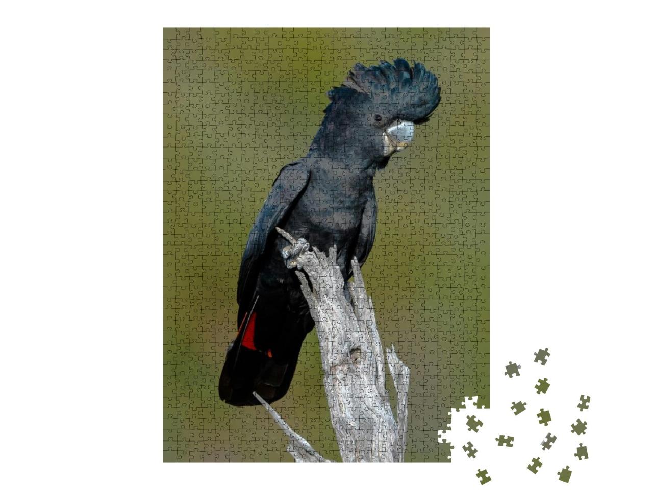 Red Tailed Black Cockatoo Taken in Bickley Perth... Jigsaw Puzzle with 1000 pieces