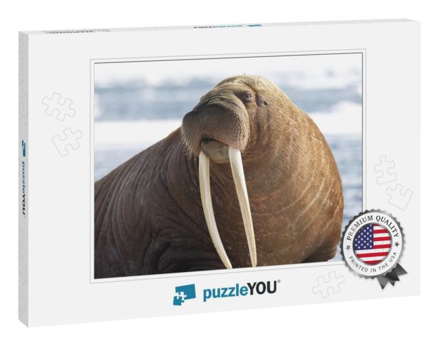 Pacific Walrus... Jigsaw Puzzle