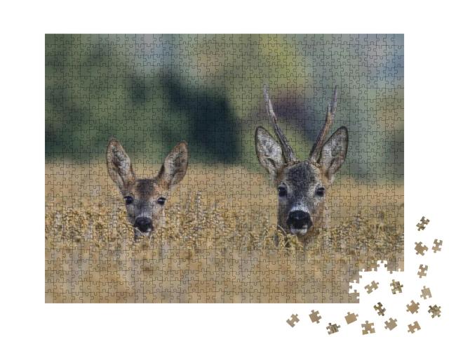 Two Western Roe Deer in a Grain Field, Czech Republic, Eu... Jigsaw Puzzle with 1000 pieces