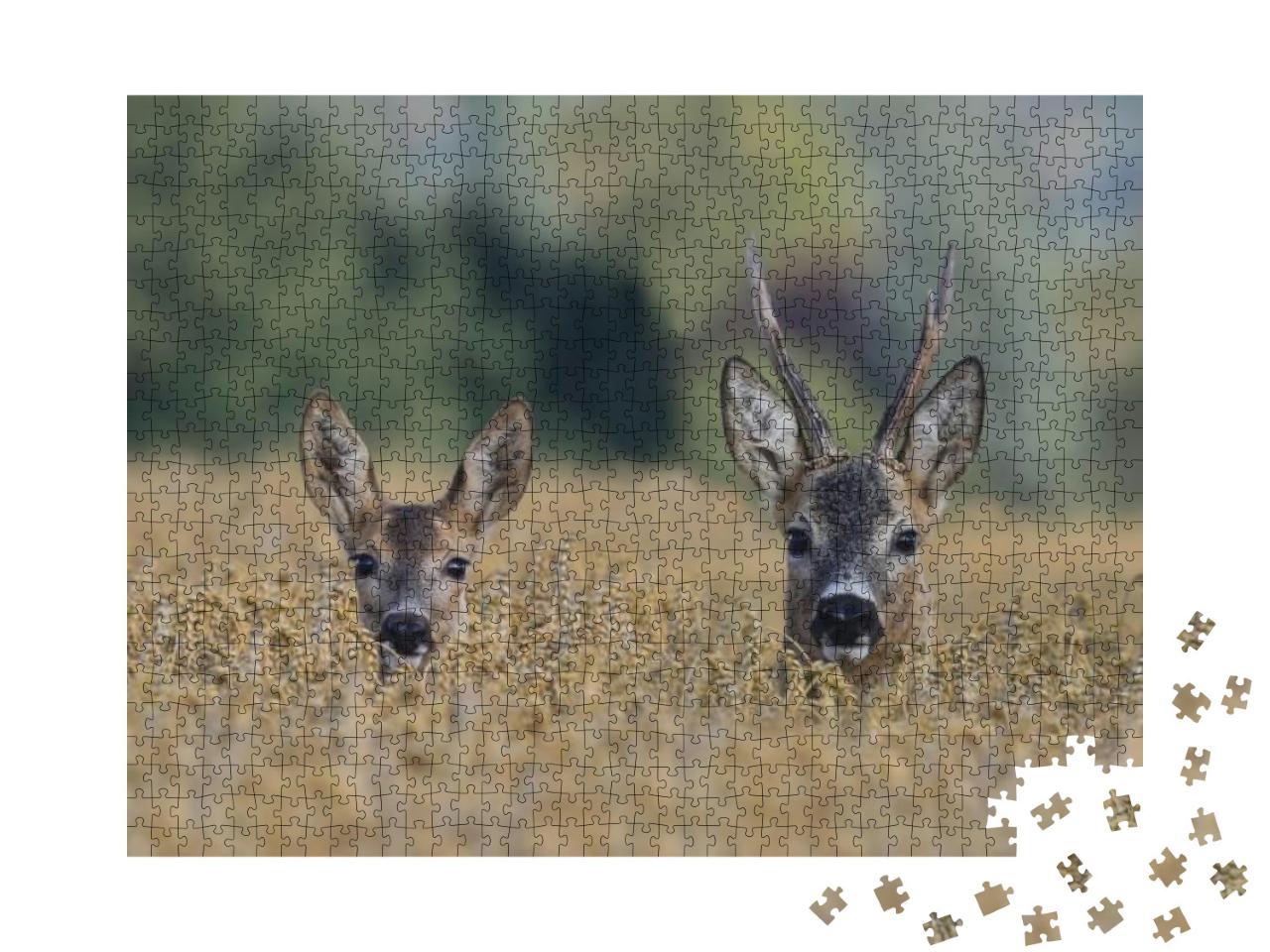 Two Western Roe Deer in a Grain Field, Czech Republic, Eu... Jigsaw Puzzle with 1000 pieces