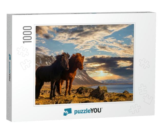Icelandic Horses. the Icelandic Horse is a Breed of Horse... Jigsaw Puzzle with 1000 pieces
